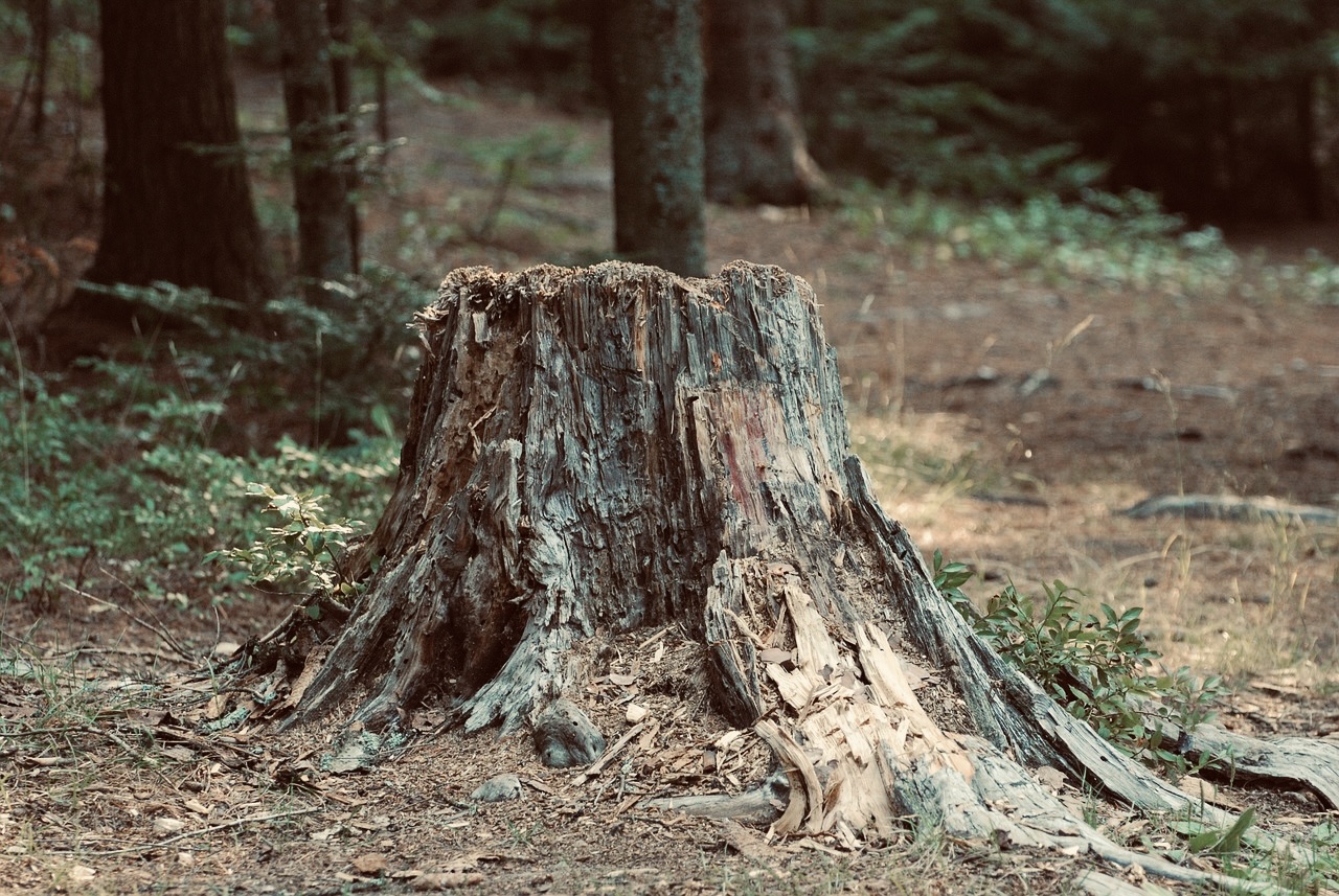 Professional stump grinding services in Columbia, TN