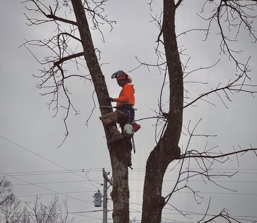Professional arborist tree care services in Columbia, TN